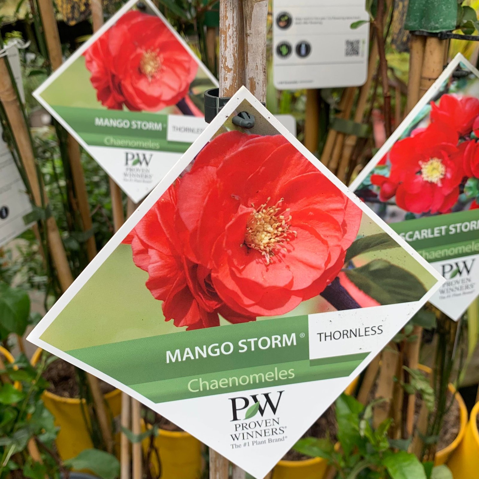 Mango Storm Chaenomeles