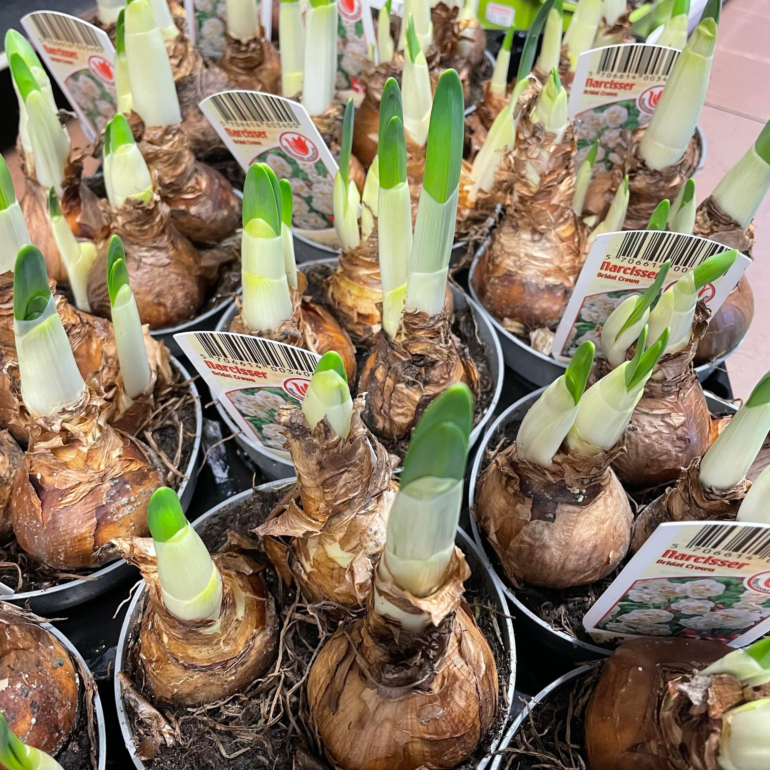 Potted Narcissus Daffodil 10.5cm pot - Image 2