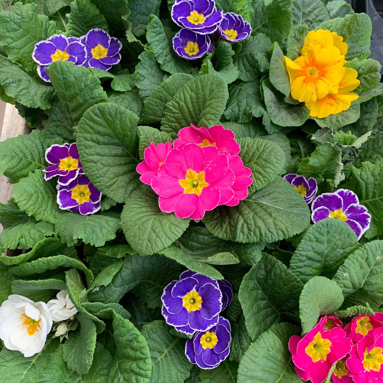 Primrose Mixed Colour -Value Pack 6 in a tray - Image 2