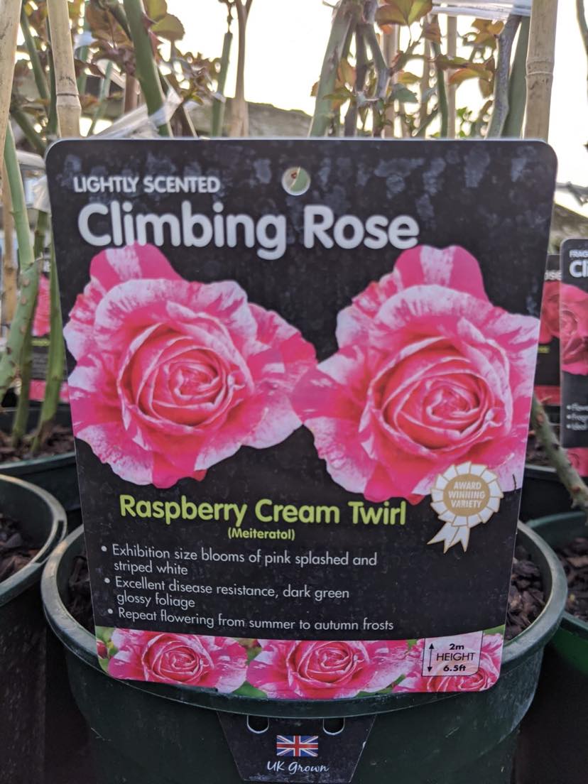 Raspberry Cream Twirl Royalty Climbing Rose 4Ltr