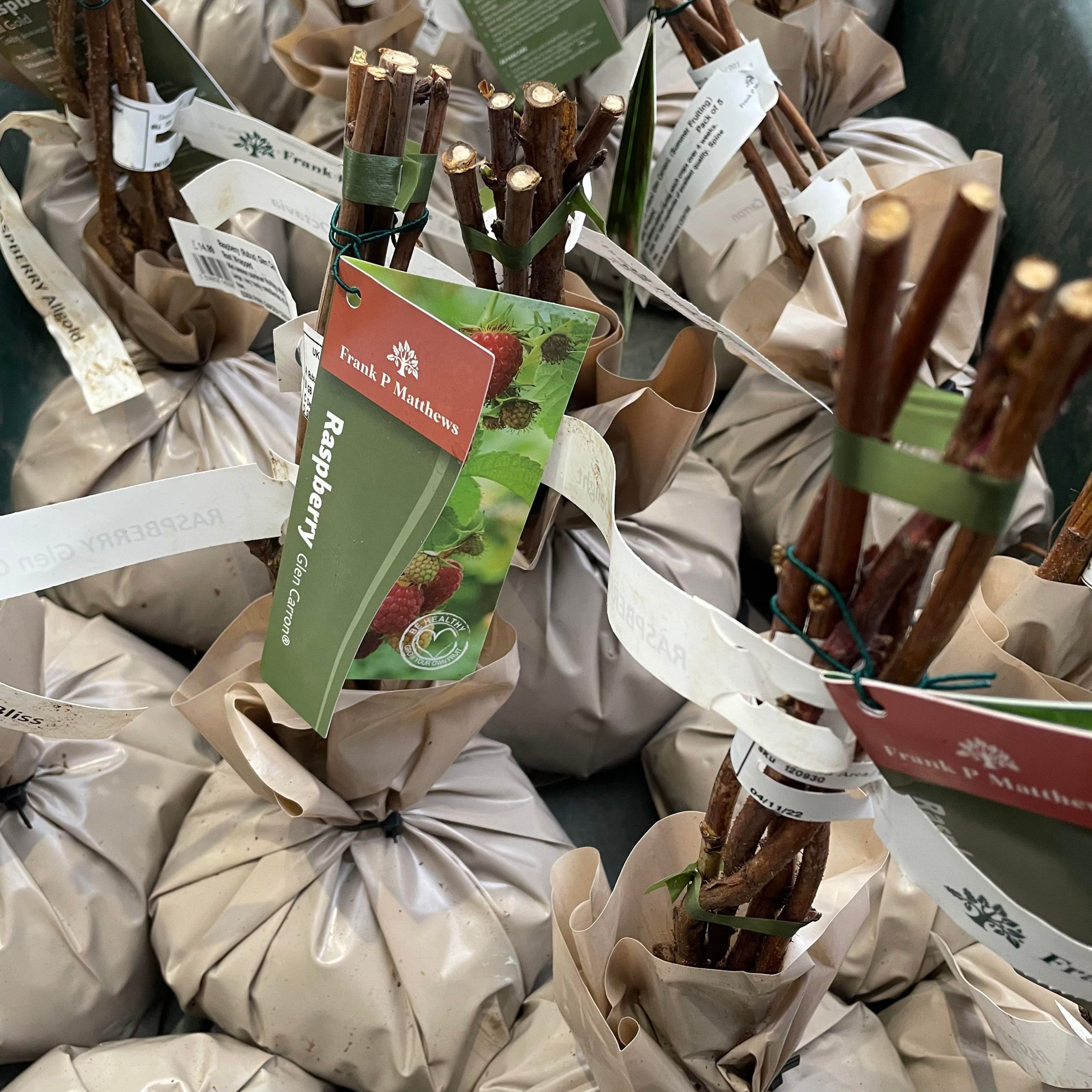 Raspberry Root Wrapped Pack Of 5