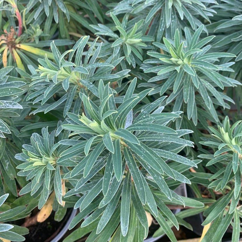 Euphorbia Humpty Dumty