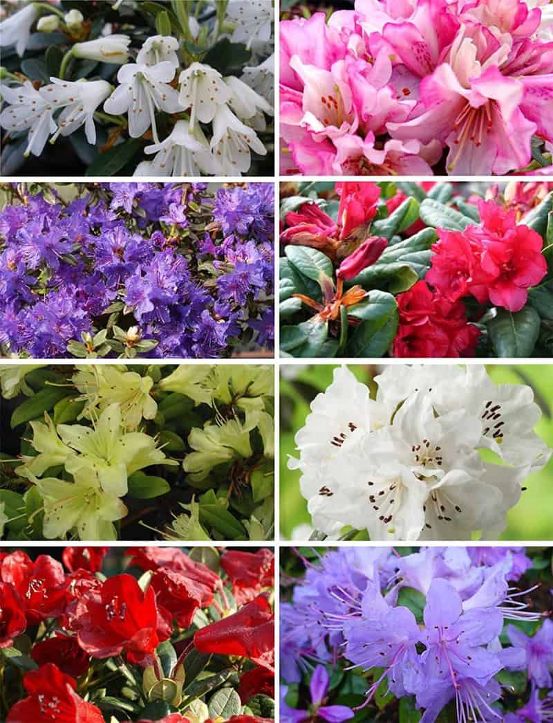 Rhododendron Red, White and Purple 5ltr pot