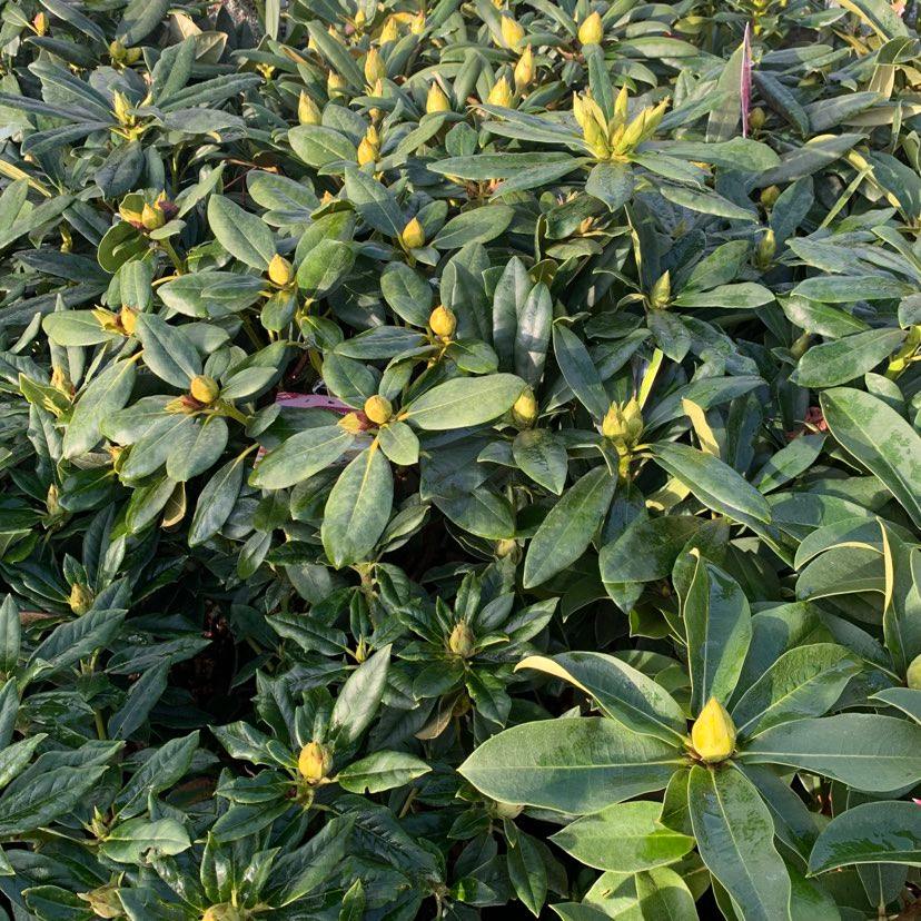 Rhododendron Yakushimanum 3ltr pot