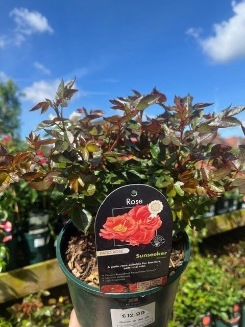 'The Sunseeker' - Patio Rose 3Ltr