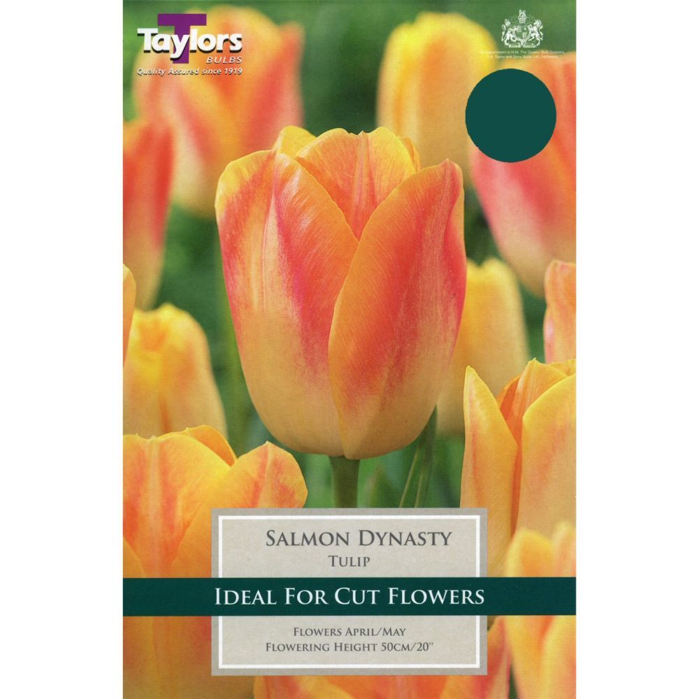 Taylors 8 Salmon Dynasty Tulip