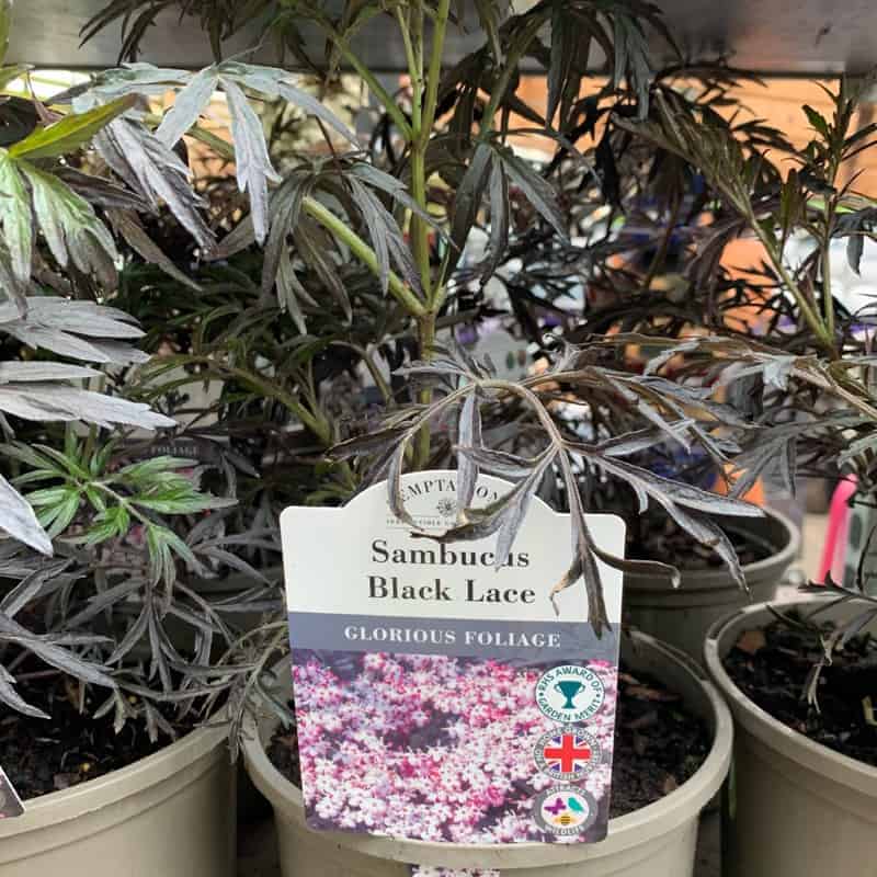 Sambucus Black Lace 3ltr