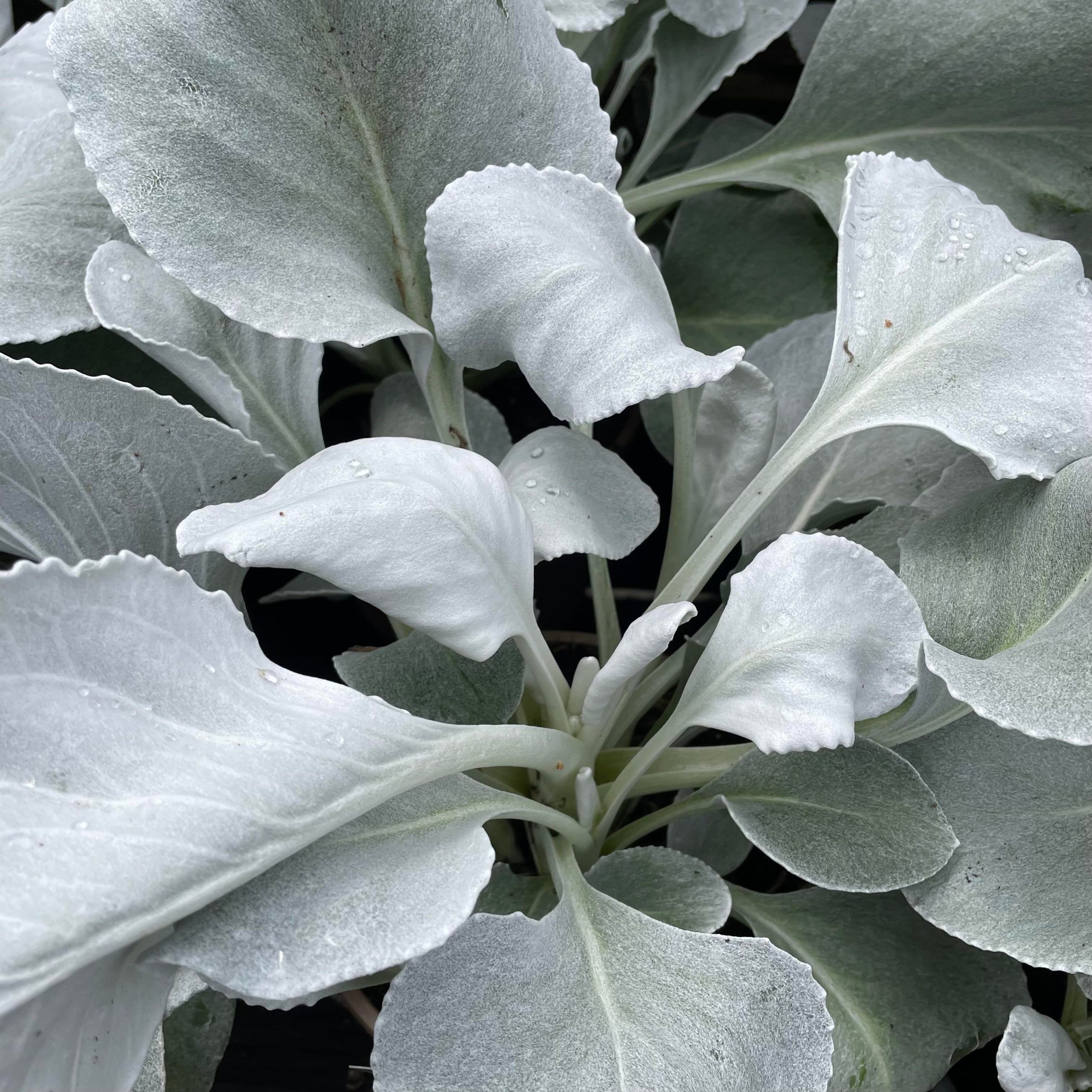 Senecio Angel Wings 2ltr pot