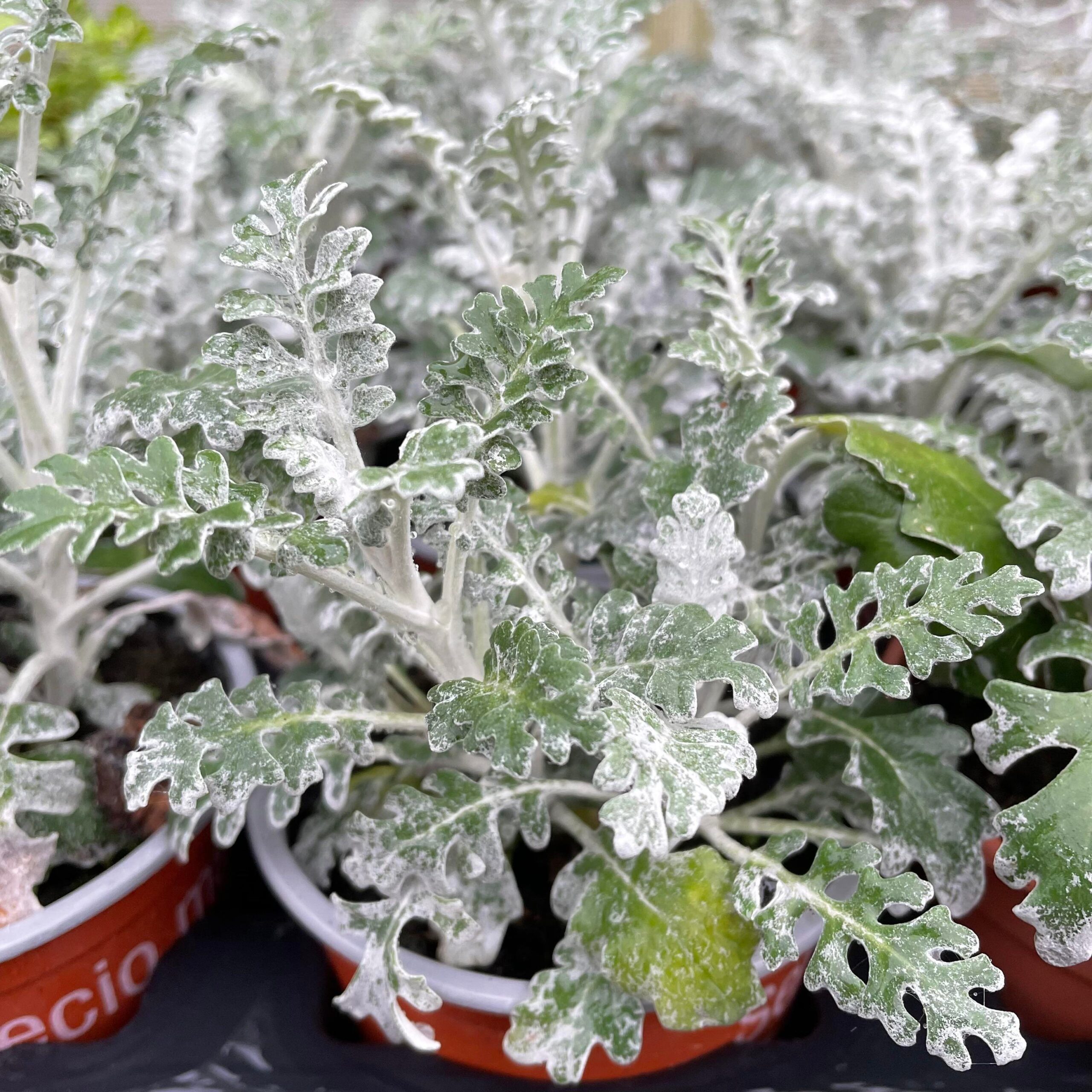 Silverleaf. 10.5cm pot