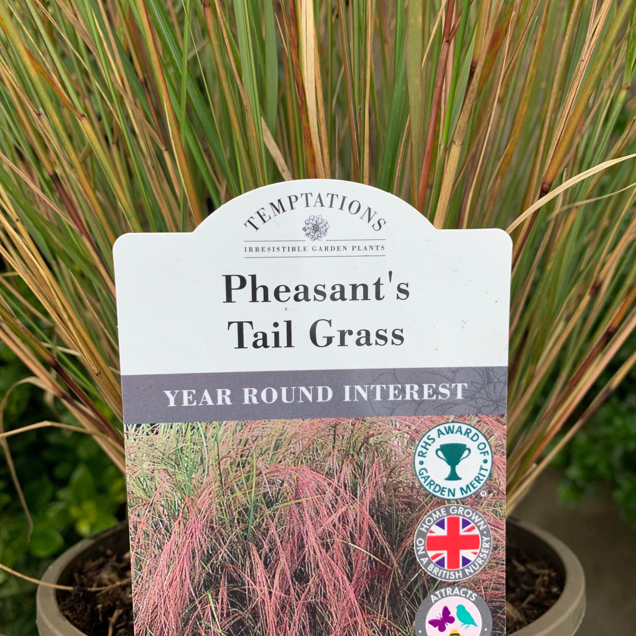 Pheastants Tail Grass. 2ltr pot