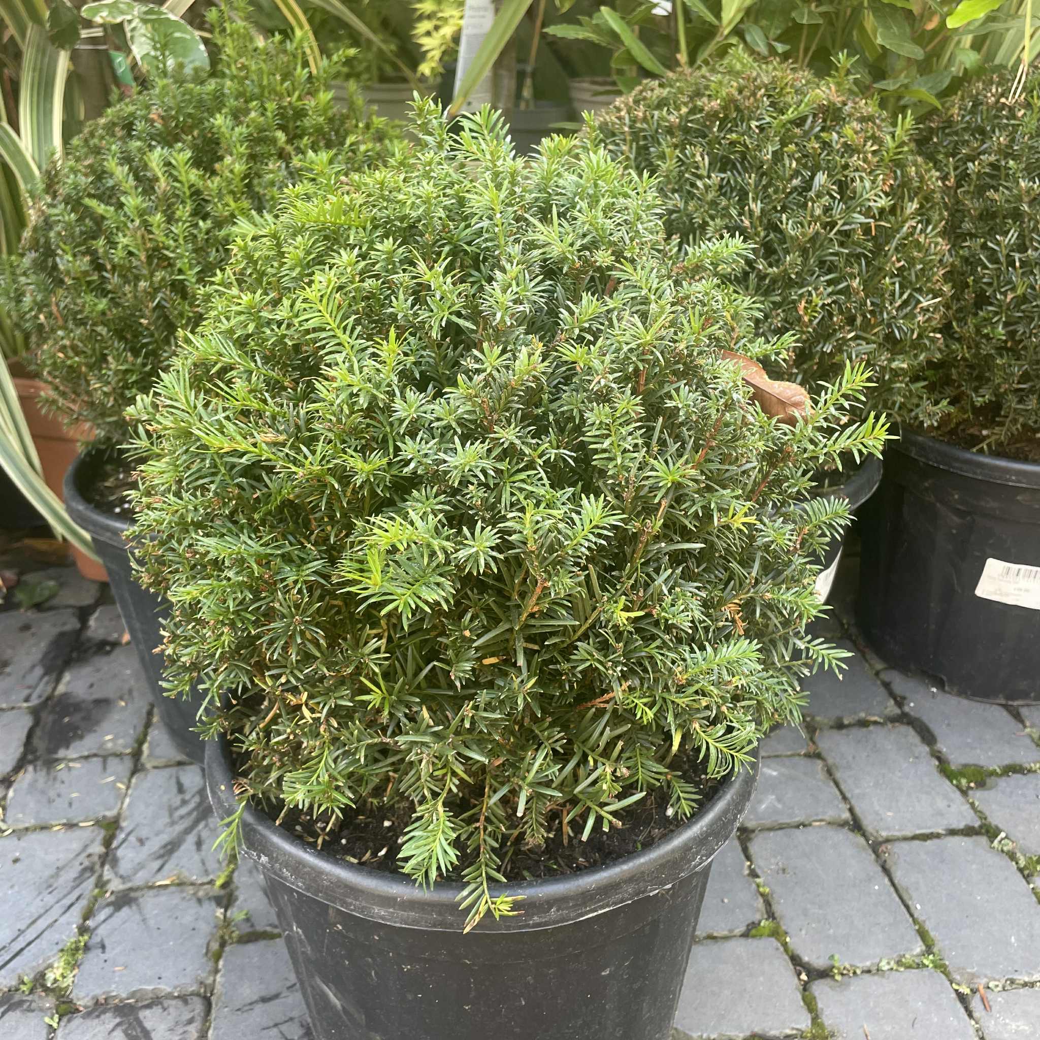 Taxus Baccata Ball 7.5ltr Pot