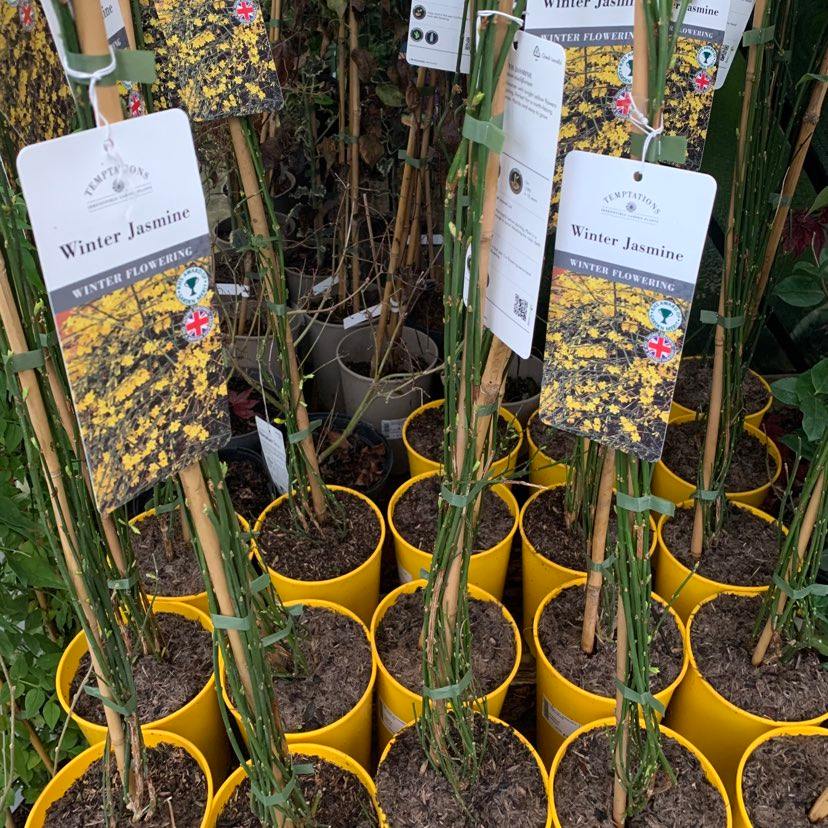 Winter Jasmine. Winter Flowering