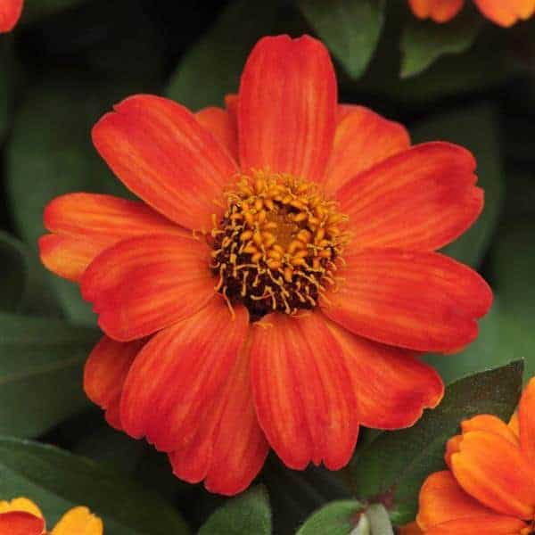 Zinnia single 13cm pot. - Image 3