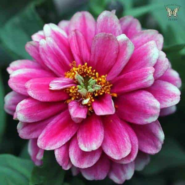 Zinnia single 13cm pot. - Image 2