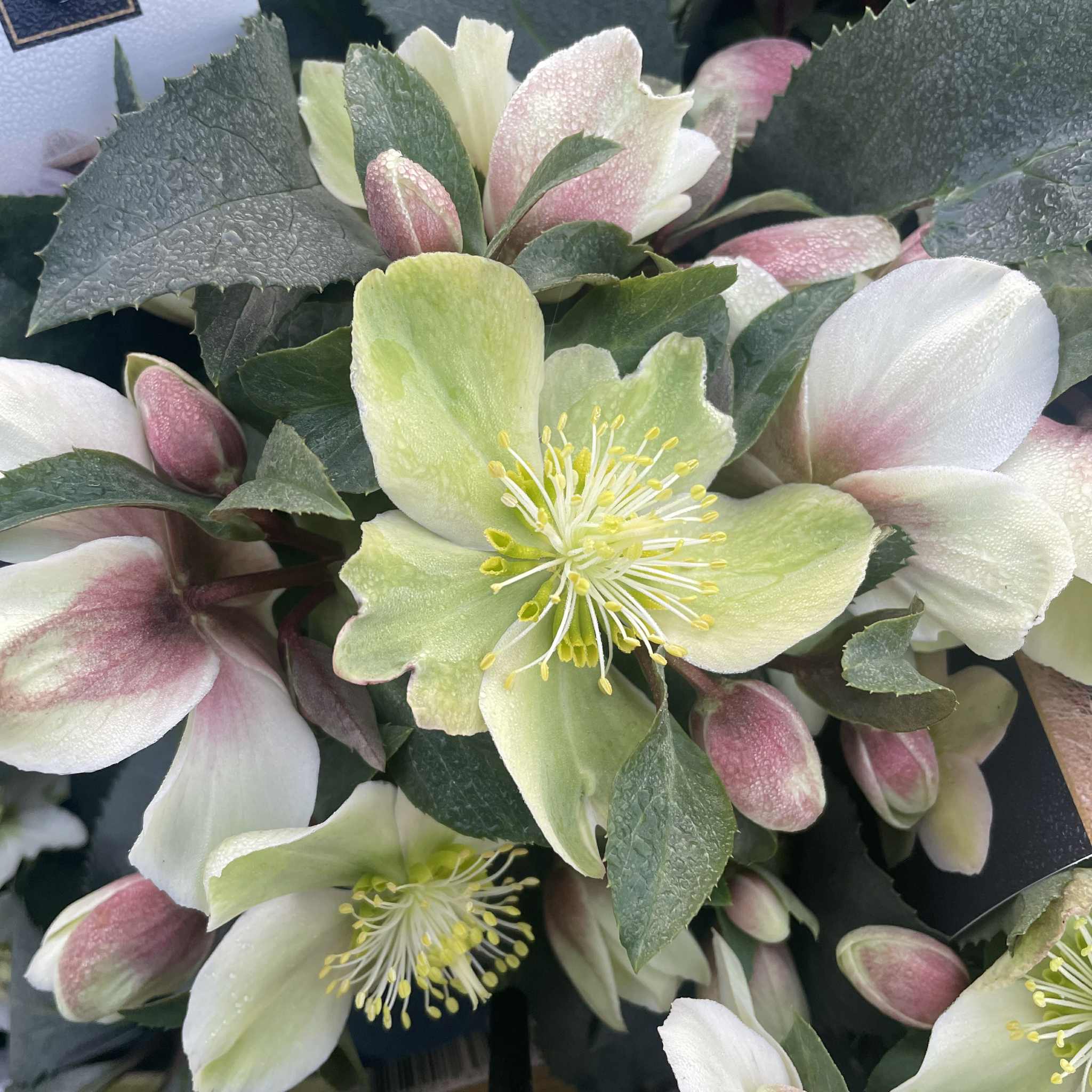 Helleborus HGC Monte Christoa 2ltr Pot
