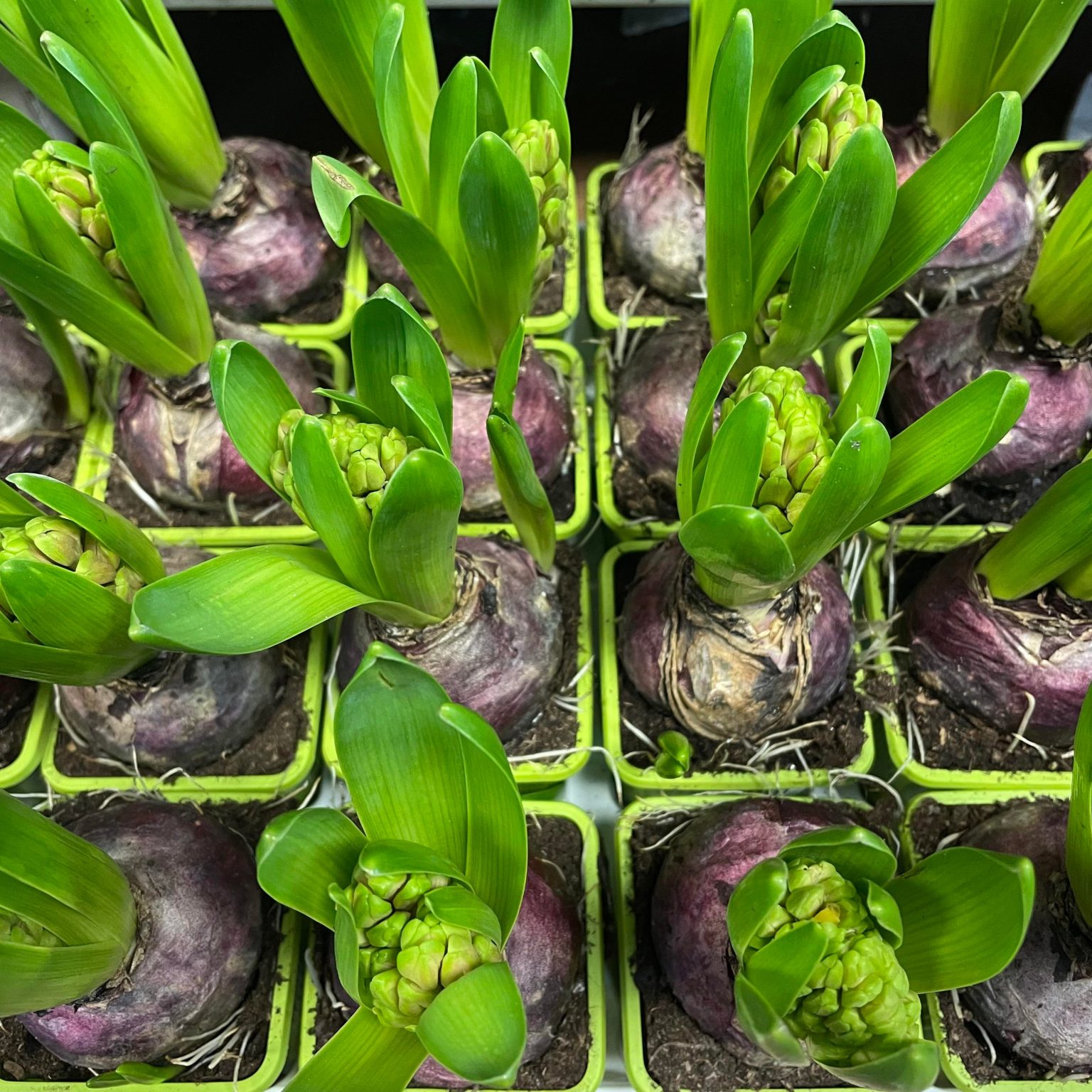 Potted Hyacinth bulb. - Eden Park Garden Centre