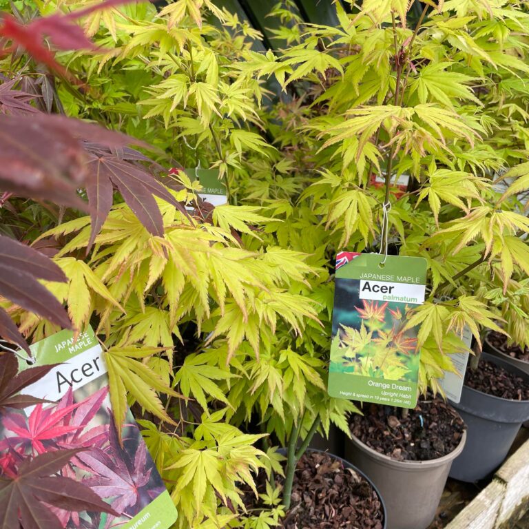 Acer Jap Maple 3ltr pot - Eden Park Garden Centre