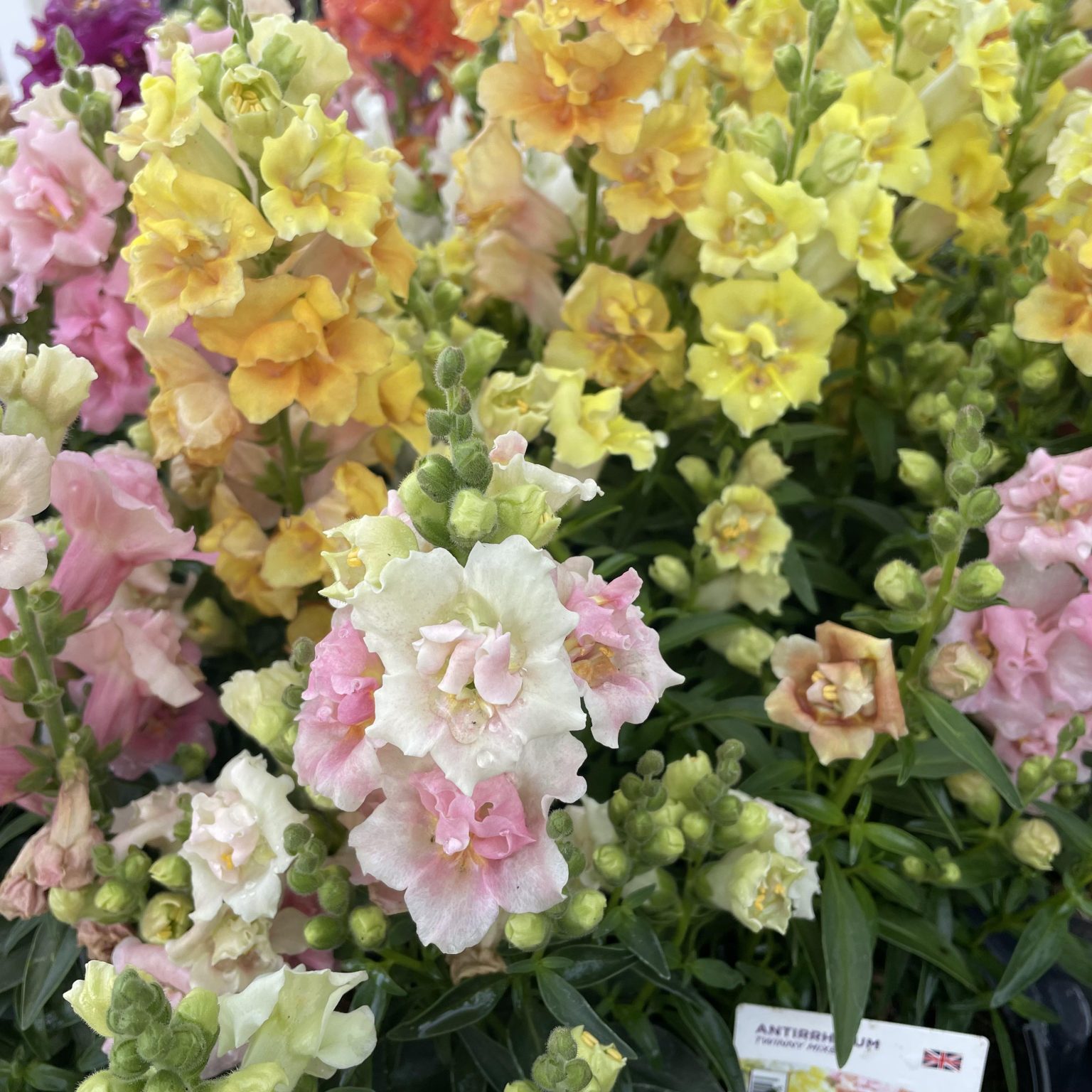 Antirrhinum Mix Colours Single Pot - Eden Park Garden Centre