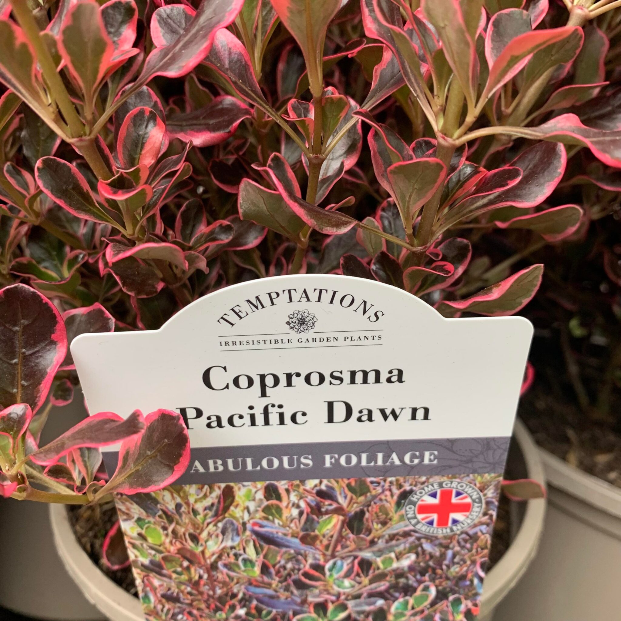 Coprosma Pacific Dawn - Eden Park Garden Centre