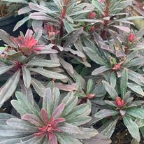 Euphorbia. - Eden Park Garden Centre