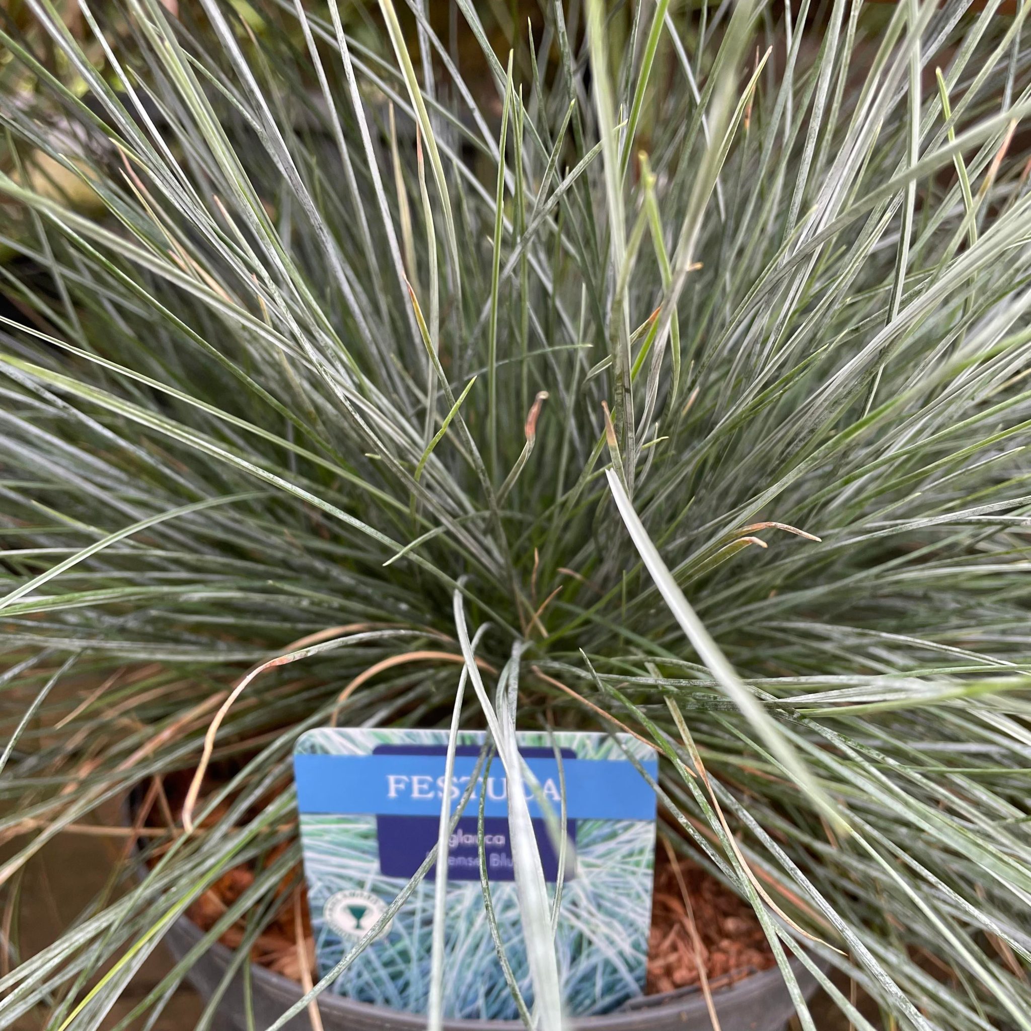 Festuca Glauca Intense Blue Grass 1ltr Potted Eden Park Garden Centre