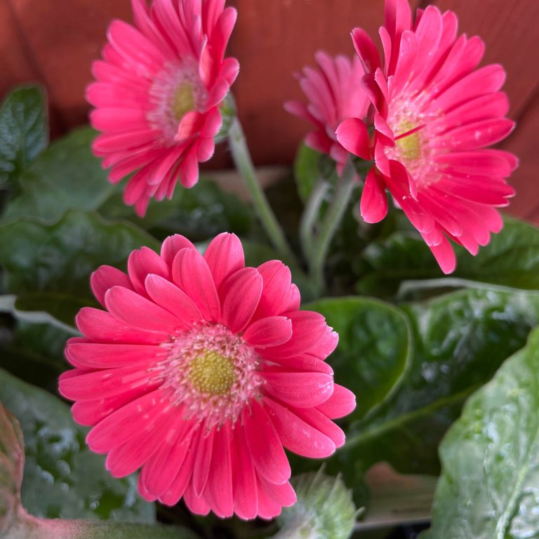 Hardy Gerbera 13cm - Eden Park Garden Centre