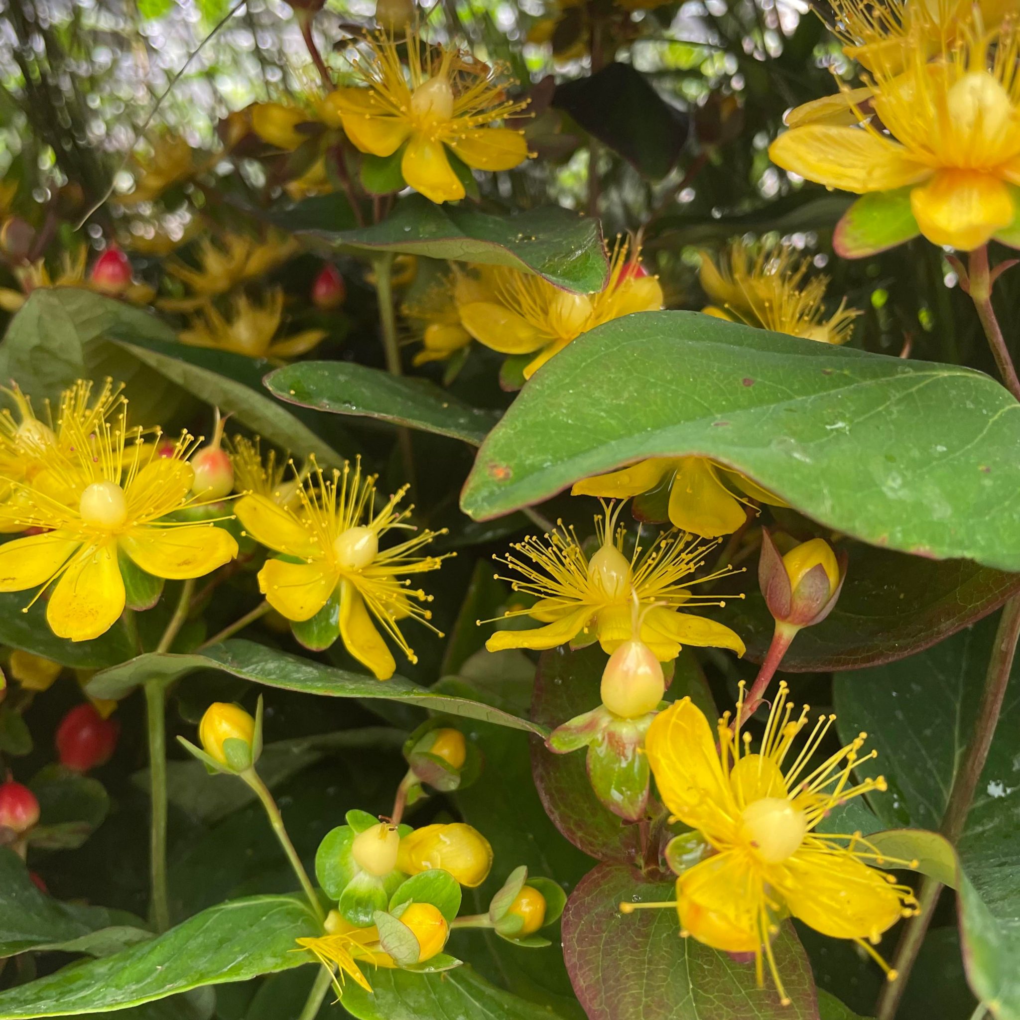 Hypericum Magical Red Fame. 2ltr pot. - Eden Park Garden Centre