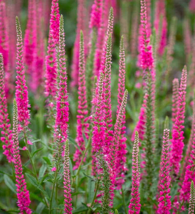 Veronica Pink, White or Blue - Eden Park Garden Centre