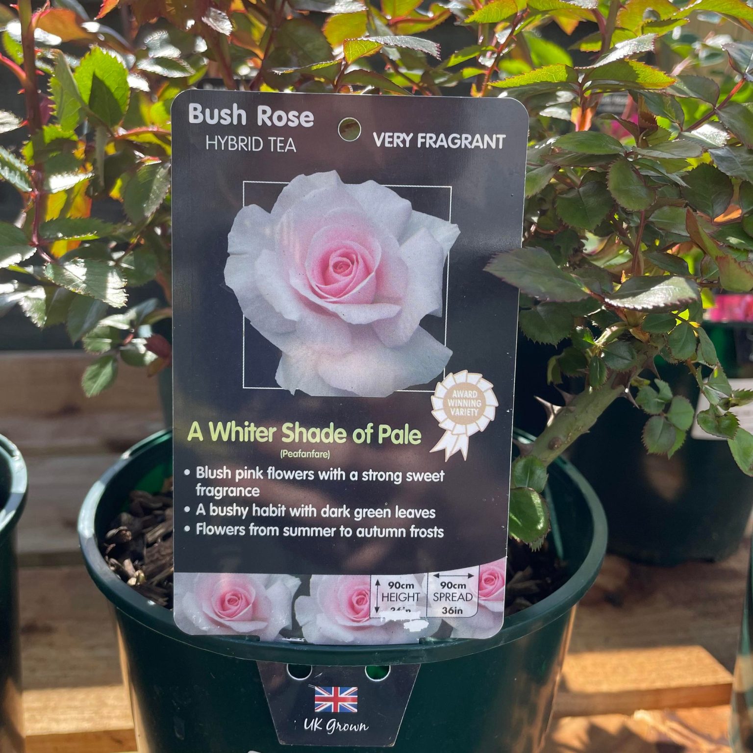 A White Shade Of Pale Bush Rose. - Eden Park Garden Centre