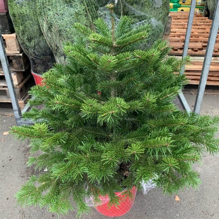 Potted Nordmann Christmas tree Eden Park Garden Centre